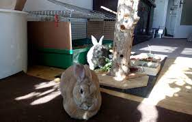 Du willst ein kaninchen oder einen hasen? Kaninchen Langohr Gehts Fein Im Neuen Zuhause 27 Juni 2017