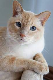 cartes postales chats 10 chats et chatons chats adorables chat mignon