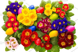 Primula Flowers Easter Eggs Easter Flowers Easter Colors Holiday Wallpaper
