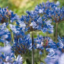 Check spelling or type a new query. Bulbs Dormant Plants Sam S Club