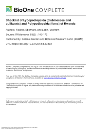 Image result for Vittaria reekmansii