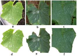 Image result for mildew on cucumbers
