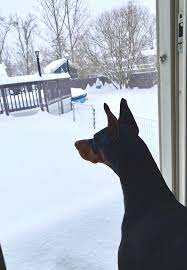 Maybe you would like to learn more about one of these? Doberman Puppies For Sale Albany Ny Peepsburgh