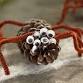Creating a Fall Pine Cone Spider event image