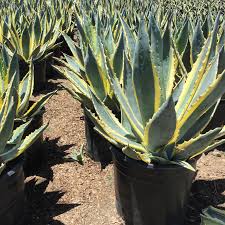 Image result for Agave americana