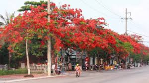 Dùng thuốc, hút thai chân không, nong gắp, nạo thai. Chum áº£nh PhÆ°á»£ng Ná»Ÿ Ä'á» Rá»±c Trá»i Háº£i Phong Ttvh Online