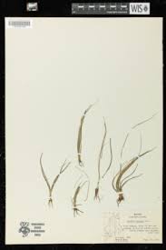 Image result for Isoetes alstonii