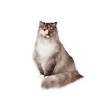 Ragamuffin Kittens For Sale - Ragamuffin Kittens Cattery