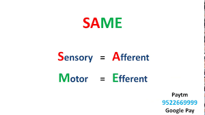 We did not find results for: Afferent Vs Efferent Nerve Mnemonic Youtube