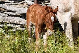 cowgal media • kasey best (@cowgal.media) • Instagram photos and videos