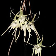Image result for Aeranthes africana