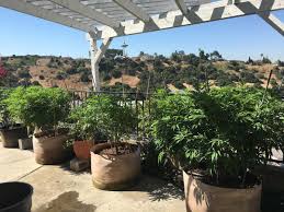 Highest quality american brand grow lights, trimmers, buckers, rosin presses and grow tents on sale now. Stealth Ideas For Growing Weed Outdoors Grow Weed Easy