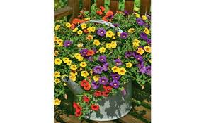 Giesskanne Bepflanzen Selbst De Zinkwanne Bepflanzen Zinkgiesskanne Garten Bepflanzen