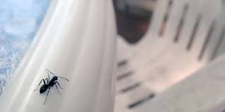 Carpenter ants photo by tim chase. Getting Rid Of Carpenter Ants At The Cottage Environmental Pest Control
