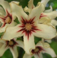 Image result for Cola mossambicensis