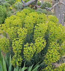 Image result for Euphorbia