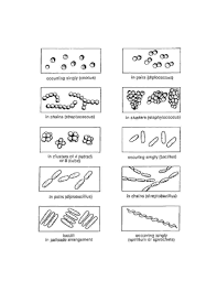 Figure 1 2 Shapes And Arrangements Of Bacteria Preservation Of Foods Arrangement Shapes Bacteria