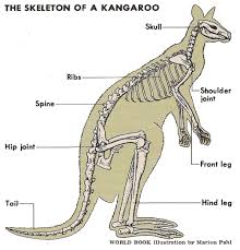 Family Macropodidae Kangaroos Wallabies And Wallaroos Animal Skeletons Australian Animals Kangaroo
