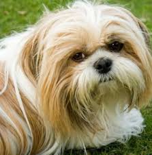 Elsey's premium clumping cat litter. Shih Tzu Original Breed Shih Tzu Puppy Price Hyderabad