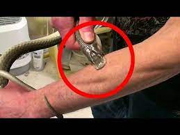 10 Most Dangerous Snakes In The World Youtube Snake Snake Venom World