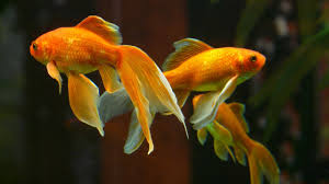 While goldfish can live without. Can Goldfish Live In Tap Water Untreated Vs Treated Tap Water