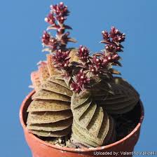 Image result for Crassula capitella
