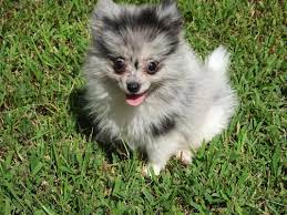 We did not find results for: Pomeranian Puppies