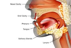 You might feel like food is stuck in your throat. Visual Guide To Cancers Of The Head And Neck