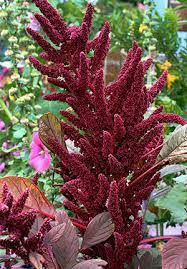 Amaranthus Hypochondriacus Flower Identification Best Flower Wallpaper