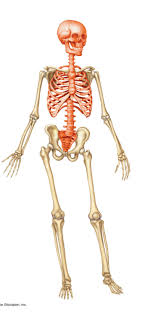 The lumbar spine is the lower part of the back. Lower Body Bones Diagram Quizlet