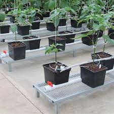 Dutch Bucket Aquaponics Is It Worth It Howtoaquaponic