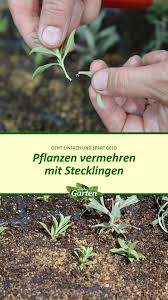 Pin Auf Aussaat Und Vermehrung