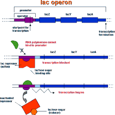 Lac Operon Biochemistry Ap Biology Biology Units