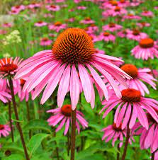 Pin On Flower Bed 1