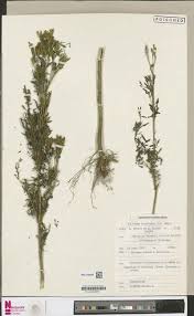 Image result for Trichopteryx stolziana