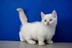 Munchkin Kittens for Sale - Adoptapet