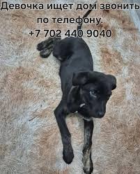 Instagram photo by Zverohelp Astana • Dec 7, 2024 at 6:51 AM