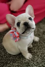 Puppyfinder.com is your source for finding an ideal french bulldog puppy for sale in usa. Home West Valley Frenchies