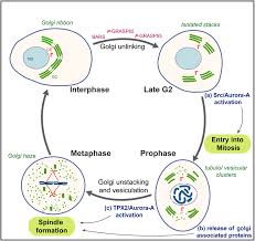 Maybe you would like to learn more about one of these? Schematic Representation Of Mitotic Partitioning Of The Golgi Complex Download Scientific Diagram