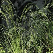 Image result for Aristida adscensionis