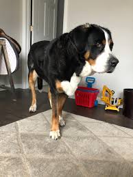 The greater swiss mountain dog is a large, immensely strong worker famous for a dense coat of striking black, red, and white markings. Greaterswissmountaindog Recherche Sur Twitter