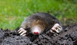 Ericalynne mention of a flea powder. Got Fleas Without Pets Here S Why And What To Do About It Pest Hacks