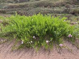 Image result for Ipomoea blepharophylla