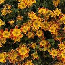 Image result for Bidens flagellata