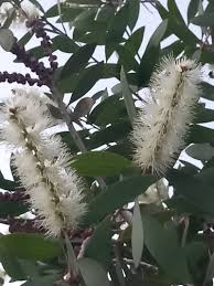 Image result for Melaleuca quinquenervia