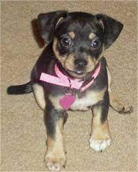 Jack Chi Pictures And Photos Jackhuahua Pictures 2 Jack Chi Dogs Dog Breeds Pictures My Pet Dog