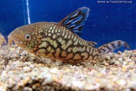 Corydoras Geryi Aquarium Fish Tropical Fish Aquarium Freshwater Aquarium Fish