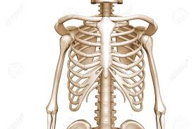 Of or related to the morbid anatomy blog. Human Body Rib Cage Stock Photo Picture And Royalty Free Image Image 8368457