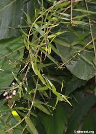 Image result for Flagellaria