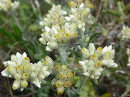 Image result for Gnaphalium